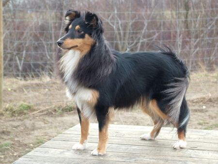 Sheltie Penelope of Cherryglen