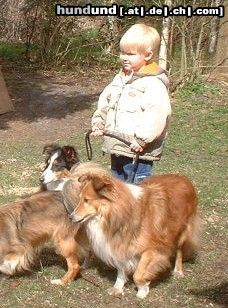 Sheltie Hunde Foto 4959 Sheltie unsere Hundebande