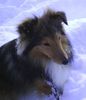 Sheltie Foto: Joy Baron of House Isabell liebt den Schnee... (ID 17471) Sheltie Hund