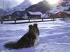 Sheltie Foto: Joy Baron of House Isabell in den Bergen (ID 17472) Sheltie Hund