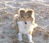 Sheltie Foto: isy (ID 19304) Sheltie Hund