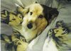 Sheltie Foto: Loki in der Sheltie bettwäsche (ID 12511) Sheltie Hund