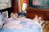 Sheltie Foto: was gibt es da??????? (ID 4937) Sheltie Hund