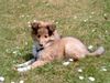 Sheltie Foto: Snoopy, 10 Wochen (ID 22104) Sheltie Hund