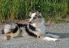Sheltie Foto: Jessica von den Hausruckshelties alias Maja (ID 4930) Sheltie Hund
