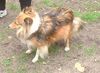 Sheltie Foto: bluemerle Sheltie (ID 4957) Sheltie Hund