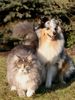 Sheltie Foto: Nemo mit seiner kleinen Katzenfreundin Maya (ID 29455) Sheltie Hund