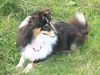 Sheltie Hund