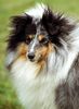 Sheltie Foto: Blue merle Hündin (ID 8189) Sheltie Hund
