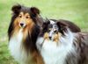 Sheltie Foto: Blue merle Hündin und darksable Rüde (ID 8190) Sheltie Hund