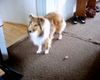 Sheltie Foto: Sunko 8 Monate (ID 17709) Sheltie Hund