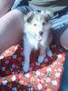 Sheltie Foto: Sunko 3 Monate (ID 17701) Sheltie Hund