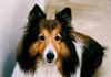 Sheltie Foto (ID 203) Sheltie Hund