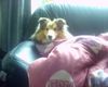 Sheltie Foto: Sunko 13 Monate (ID 17716) Sheltie Hund