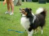 Sheltie Foto: Buster-Black of Irish Home (ID 809) Sheltie Hund