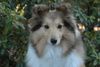 Sheltie Foto: Glenmeadow Angelic Anij (ID 32458) Sheltie Hund