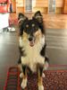 Sheltie Foto: Unserer Mila geht es gut, hier ein Foto vom 15.1.05 Schöne Grüße aus Tirolvon Günther und Lilia (ID 18456) Sheltie Hund