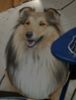 Sheltie Foto: Ich steh in der Sonne oder? (ID 4924) Sheltie Hund