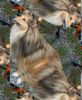 Sheltie Foto: Ich glaub ich seh doppelt (ID 4925) Sheltie Hund