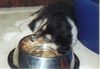 Sheltie Foto: So wie man liegt so bettet man sich (ID 5218) Sheltie Hund