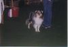 Sheltie Foto: Auf der Ausstellung (ID 5219) Sheltie Hund