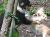 Sheltie Foto: Sheltie im Kampf mit dem Chihuahua (ID 4902) Sheltie Hund