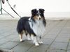Sheltie Foto: POS Prince of Magic (ID 5114) Sheltie Hund