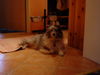 Sheltie Foto: Der Effie ist langweilig!!! (ID 27230) Sheltie Hund