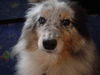 Sheltie Foto: Halllo...... Effie Alarm!!! (ID 27231) Sheltie Hund