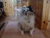 Sheltie Foto: Effie, 8 Jahre (ID 27232) Sheltie Hund