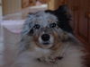 Sheltie Foto: Hallo ich bin die Effie!! (ID 26988) Sheltie Hund