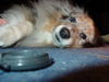 Sheltie Foto: Effie, 8 Jahre (ID 26989) Sheltie Hund
