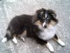 Sheltie Foto: Dunja vom Schäferstolz (ID 19847) Sheltie Hund