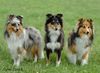 Sheltie Foto: Sheltiehündinnen (ID 23641) Sheltie Hund