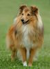 Sheltie Foto: Sheltie auf einer Ausstellung (ID 23621) Sheltie Hund