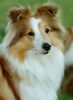 Sheltie Foto: Sheltiehündin (ID 23631) Sheltie Hund