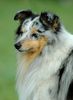 Sheltie Foto: Blue merle Sheltiehündin (ID 23632) Sheltie Hund