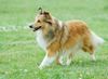 Sheltie Foto: Sheltiehündin (ID 23633) Sheltie Hund