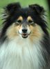 Sheltie Foto: Tricolour Sheltie (ID 23634) Sheltie Hund