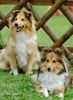 Sheltie Foto: Shelties (ID 23645) Sheltie Hund