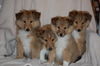 Sheltie Foto: A-Wurf von der Gillbach (ID 46365) Sheltie Hund