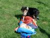 Sheltie Foto: Toxica hey auf stehen (ID 4904) Sheltie Hund