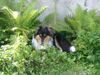 Sheltie Foto: Toxica hier ist es kühl jäh hoffentlich siet mich keiner (ID 4905) Sheltie Hund