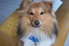 Sheltie Foto: Romeo alias Hr.Sheltie (ID 4878) Sheltie Hund