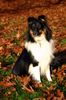 Sheltie Foto: Charmed Choice from a Beloved Home (ID 16409) Sheltie Hund