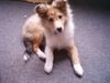Sheltie Foto: Sunko 3 Monate (ID 17711) Sheltie Hund