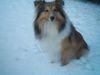 Sheltie Foto: Sunko 8 Monate (ID 17704) Sheltie Hund