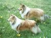 Sheltie Foto: Sunko 23 und Jo-Lee 11 Monate (ID 21236) Sheltie Hund