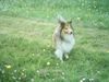 Sheltie Foto: Sunko 2 Jahre (ID 21235) Sheltie Hund