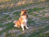 Sheltie Foto: Miró 11 Monate (ID 25104) Sheltie Hund
